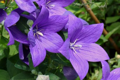 Umwelttipp Wildblumen für die Natur