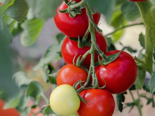 Umwelttipp: Gärtnern mit Weitblick