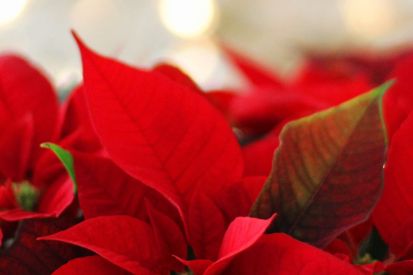 Umwelttipp Weihnachtssterne