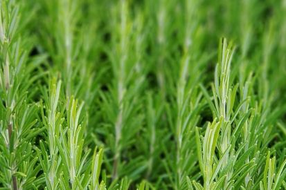 Umwelttipp - Natürlich sauber