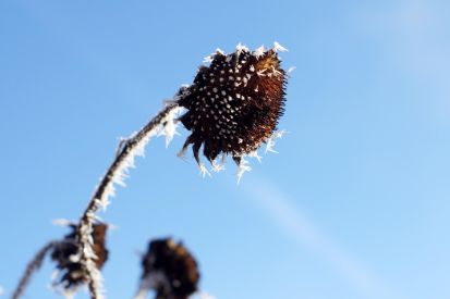 Umwelttipp: Nützliches Nichtstun