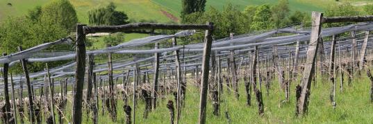 Symbolbild Umweltschutz