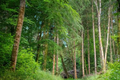 Umwelttipp: Günstig und unabhängig heizen